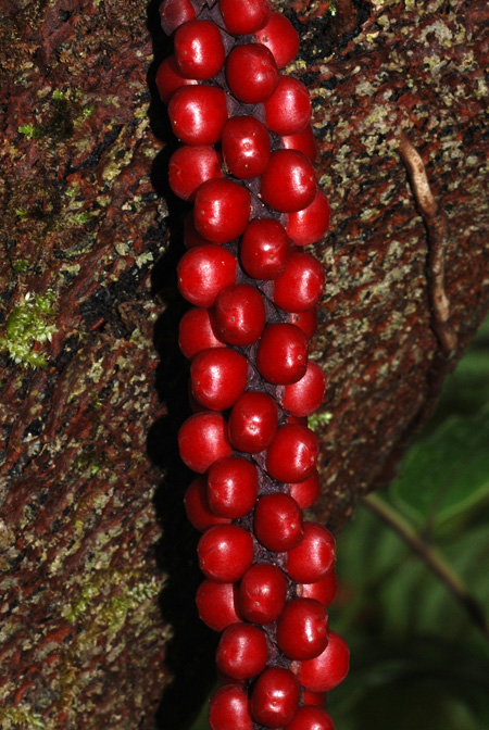 Anthurium gracile