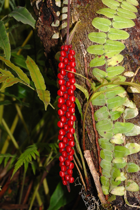 Anthurium gracile