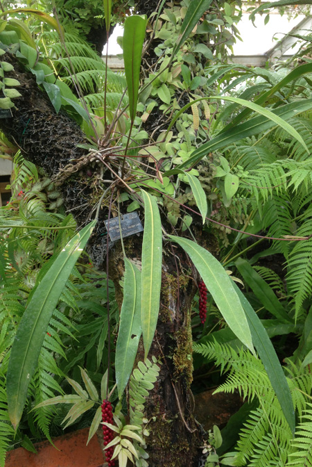 Anthurium gracile