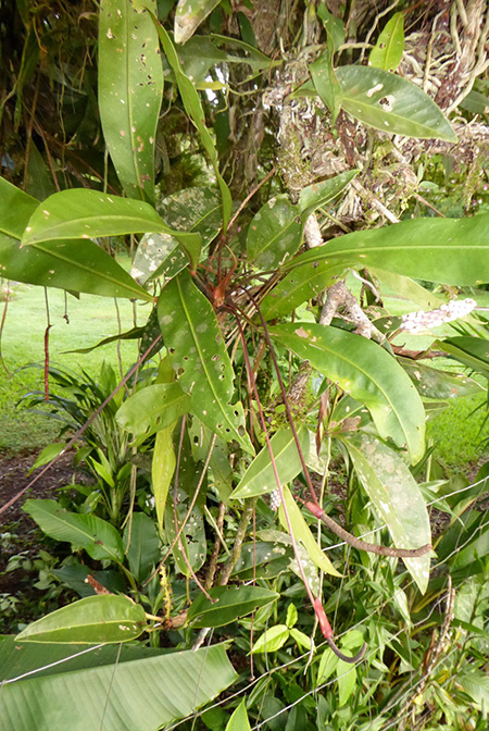 Anthurium gracile