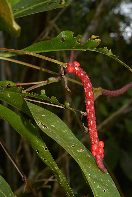 Anthurium gracile