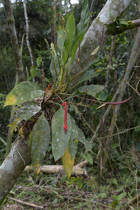 Anthurium gracile