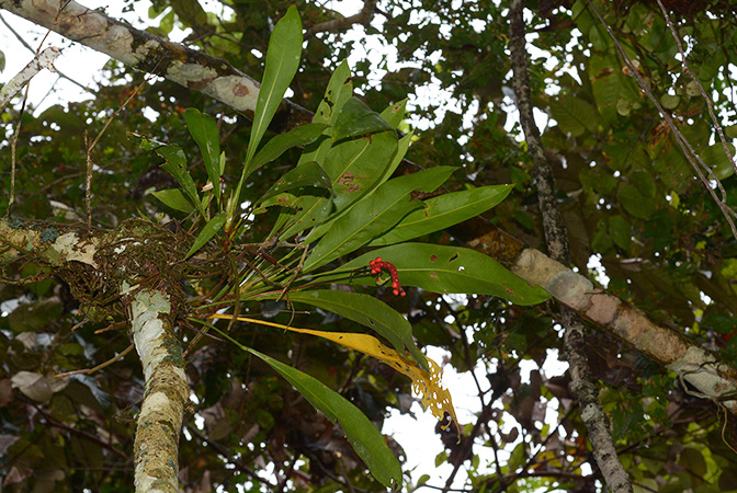 Anthurium gracile