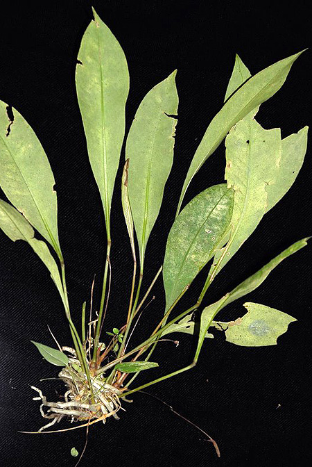 Anthurium gracile