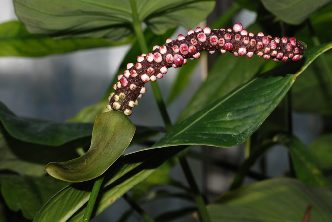 Anthurium gracililaminum