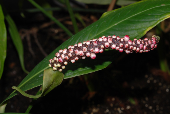 Anthurium gracililaminum