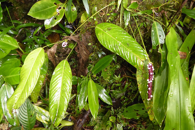 Anthurium gracililaminum