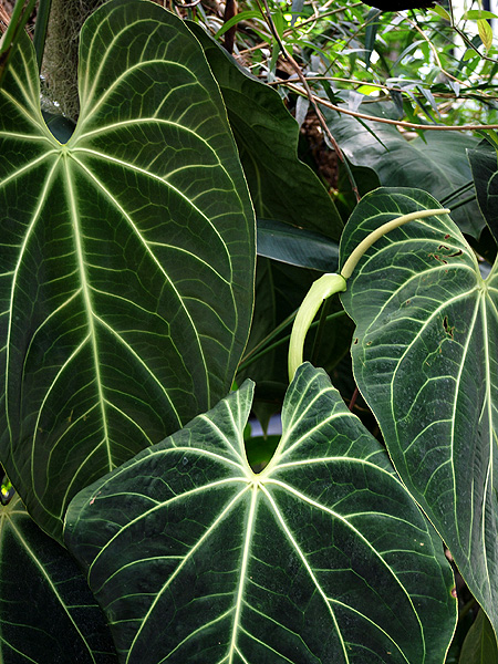 Anthurium grande