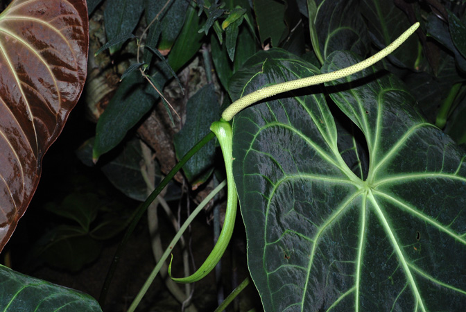 Anthurium grande