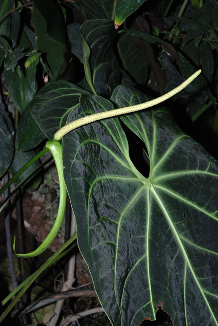 Anthurium grande