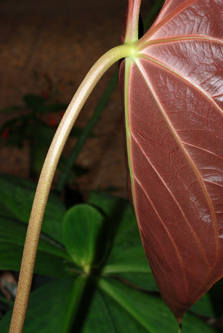 Anthurium grande