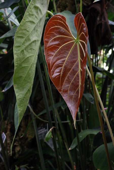 Anthurium grande