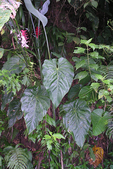 Anthurium grandifolium