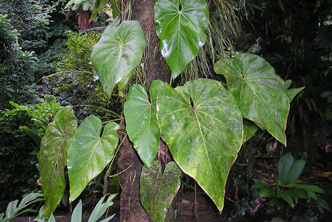 Anthurium grandifolium