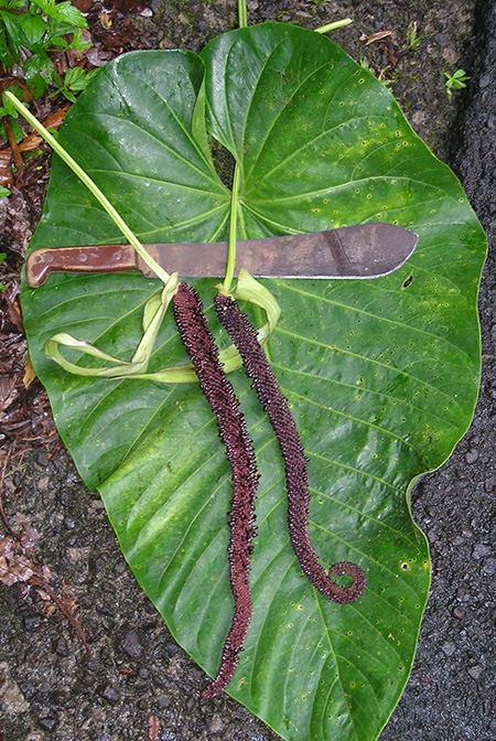 Anthurium grandifolium
