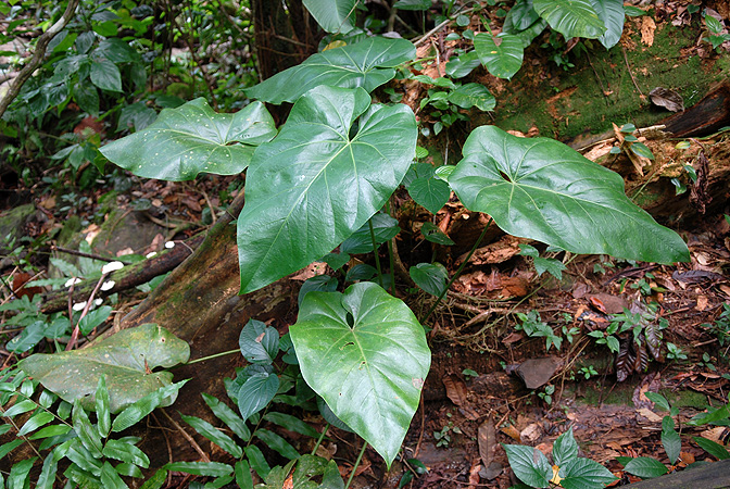 Anthurium grandifolium