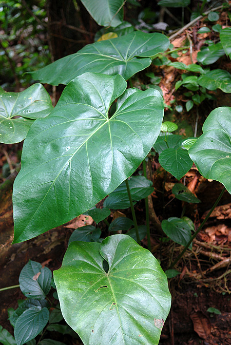 Anthurium grandifolium