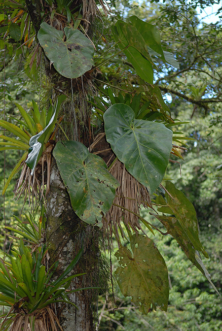 Anthurium grandifolium