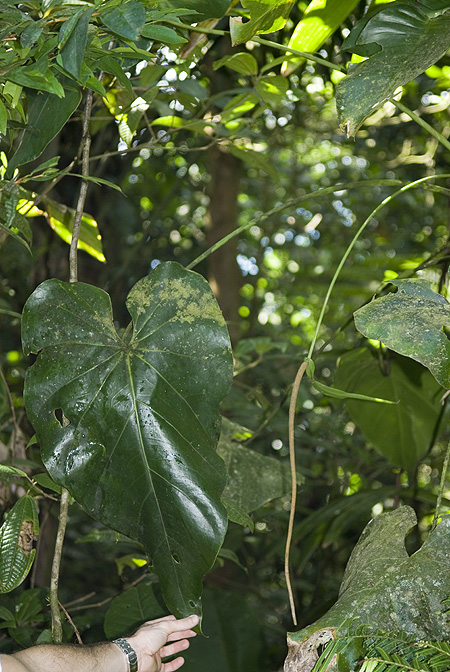 Anthurium grandifolium