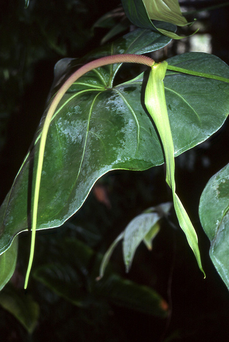Anthurium grandifolium