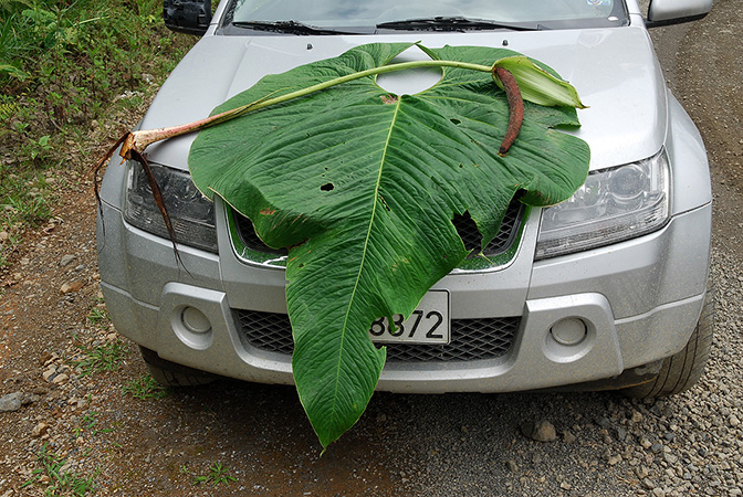 Anthurium granulinervium