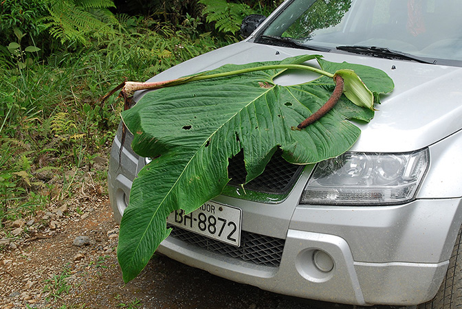 Anthurium granulinervium