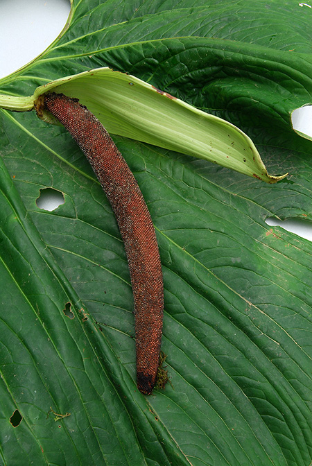 Anthurium granulinervium