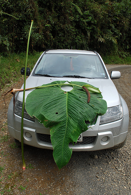 Anthurium granulinervium