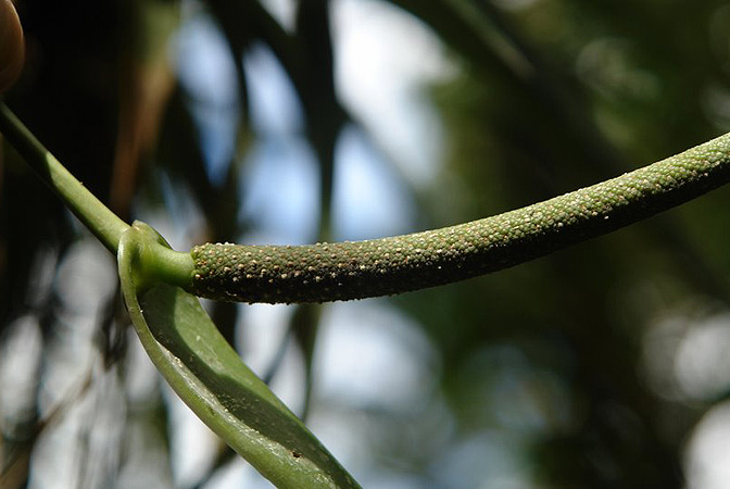 Anthurium grex-avium