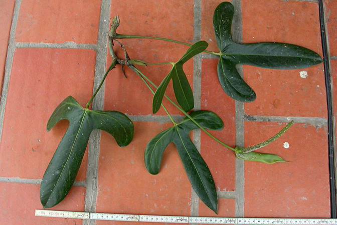 Anthurium grex-avium