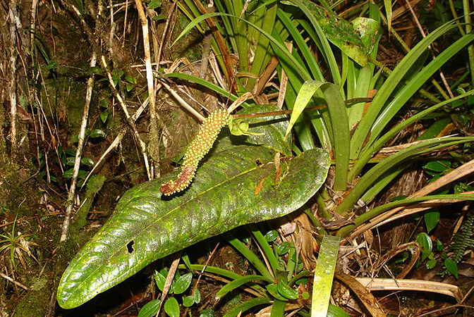 Anthurium grubii