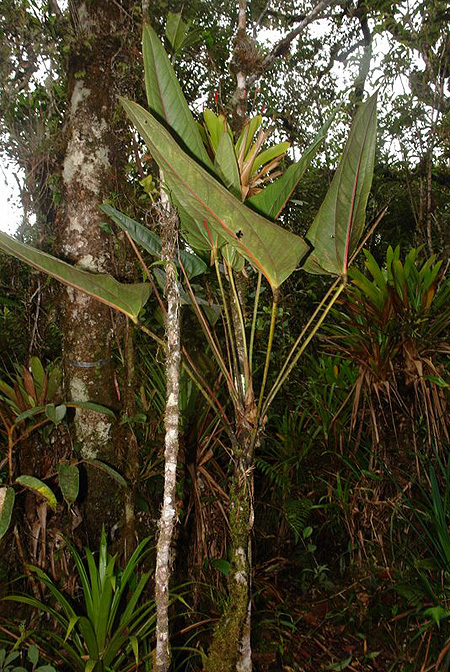 Anthurium grubii