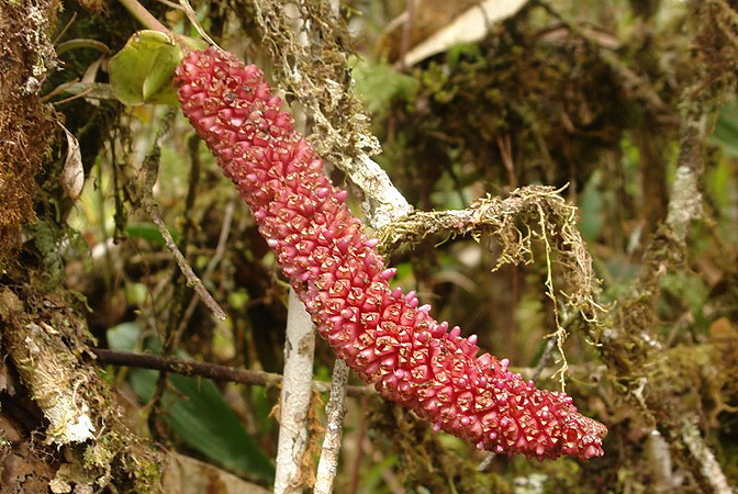 Anthurium grubii