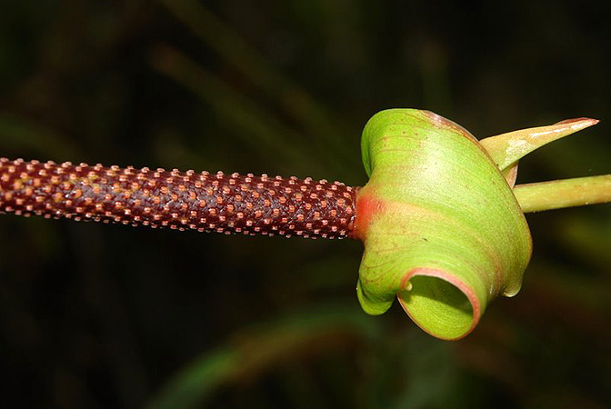 Anthurium grubii