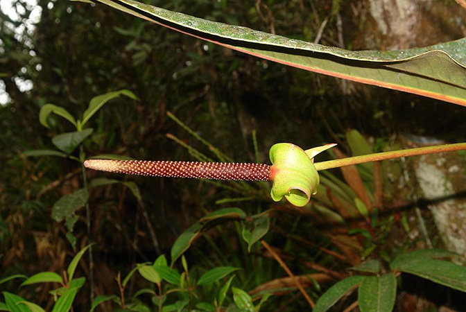 Anthurium grubii