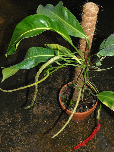 Anthurium guayaquilense