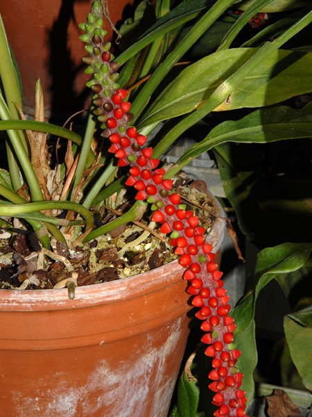 Anthurium guayaquilense