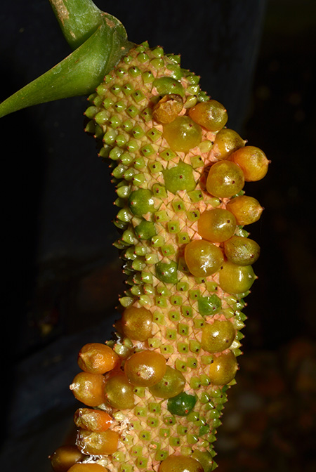 Anthurium guildingii