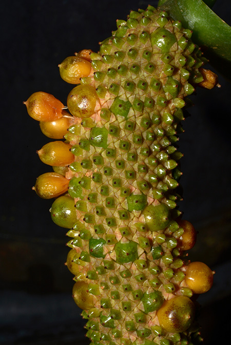 Anthurium guildingii