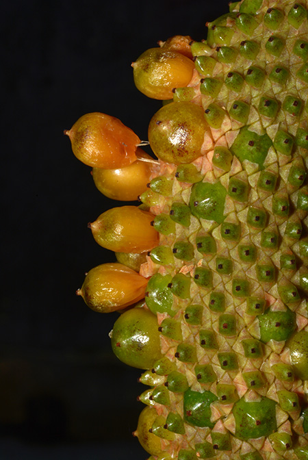 Anthurium guildingii