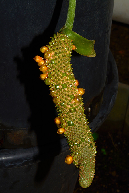 Anthurium guildingii