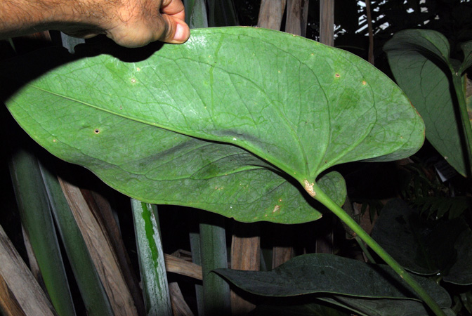 Anthurium guildingii