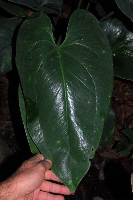 Anthurium guildingii