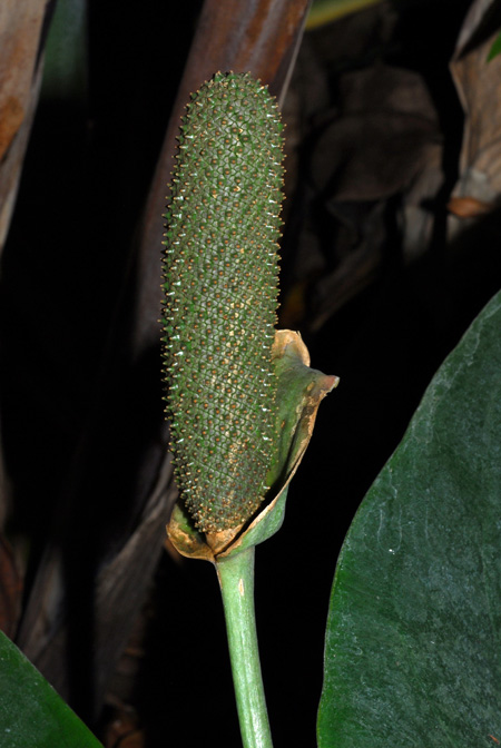 Anthurium guildingii