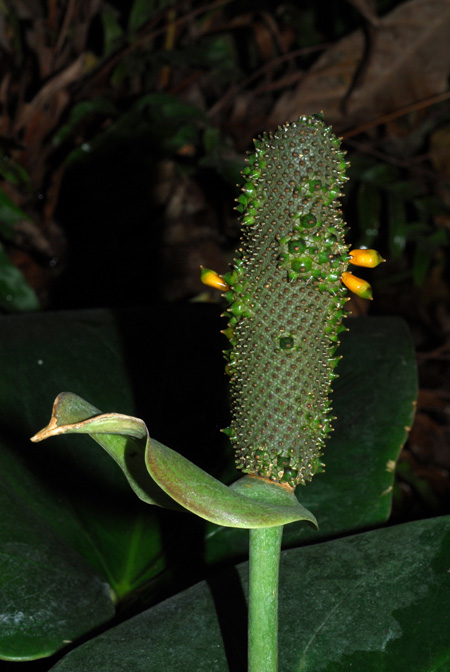Anthurium guildingii