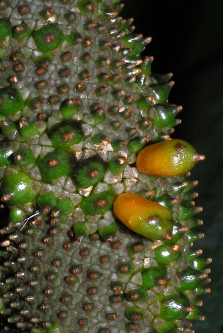 Anthurium guildingii
