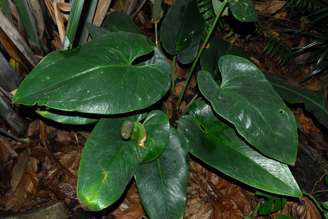 Anthurium guildingii