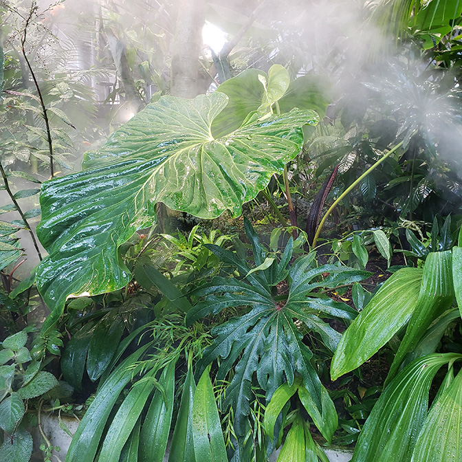 Anthurium gustavii