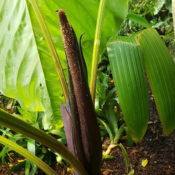 Anthurium gustavii