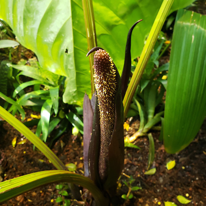 Anthurium gustavii